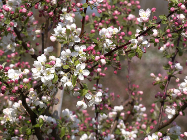 Zierapfel &#039;Evereste&#039;