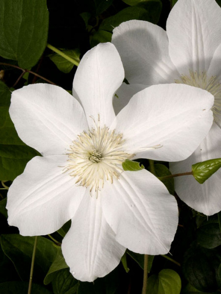 Schneeweiße Blüte der Clematis 'Madame le Coultre'