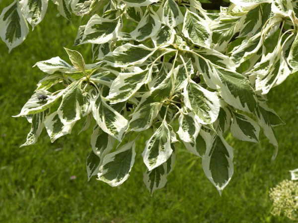 Cornus controversa &#039;Variegata&#039;