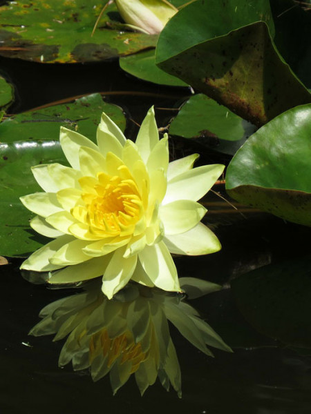 Nymphaea Hybride Joey Tomocik, Seerose, Teichrose