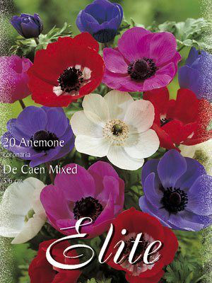 Anemone De Caen-Mischung (Art.Nr. 596412)