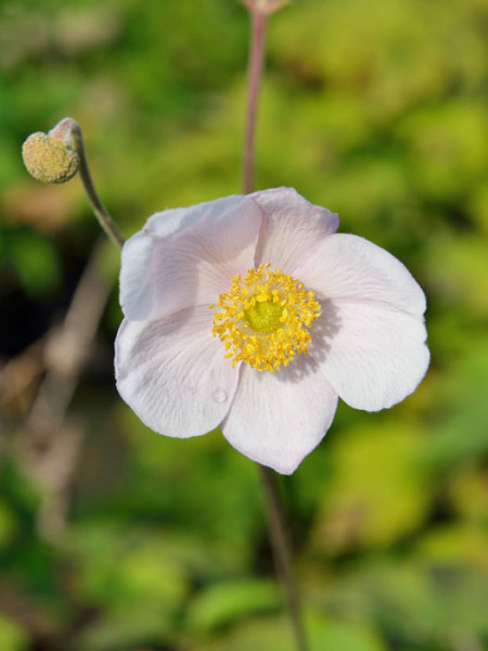 Zarte Einzelblüte der Herbstanemone 'Robustissima'