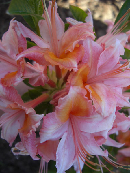 Rhododendron viscosum &#039;Quiet Thoughts&#039;, sommergrüne japanische Gartenazalee