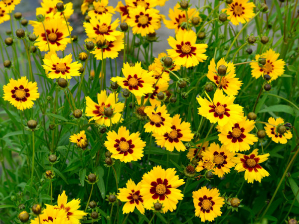 Coreopsis lanceolata &#039;Sterntaler&#039;, Kleines Mädchenauge