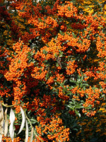 Pyracantha 'Orange Charmer', Feuerdorn