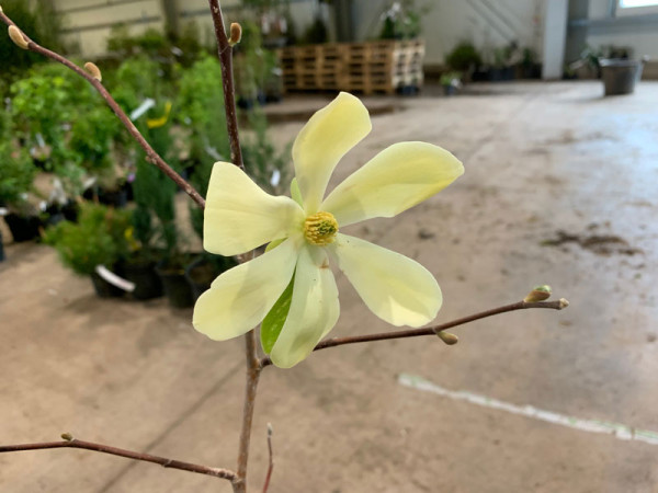 Magnolia &#039;Maxine Merrill&#039;