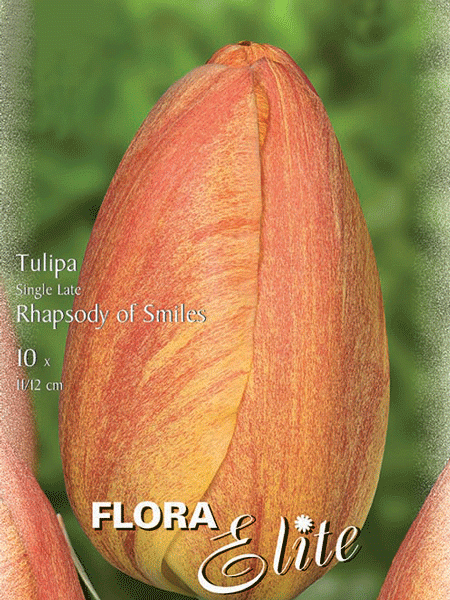 Einfache späte Tulpe &#039;Rhapsody of Smiles&#039; (Art.Nr. 595369)