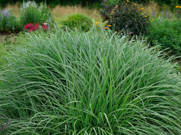 Miscanthus sinensis &#039;Adagio&#039;, China-Schilf