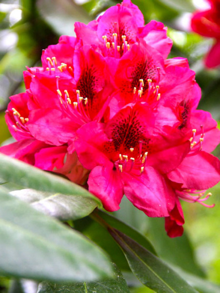 Rhododendron &#039;Nova Zembla&#039;