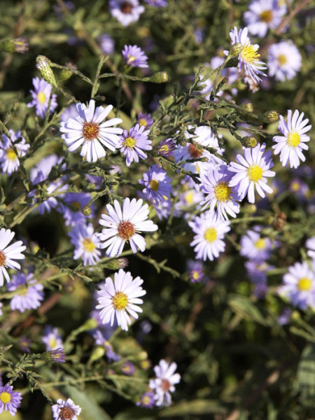 Aster laevis &#039;Blauschleier&#039;, Glatte Aster, Kahle Garten-Aster