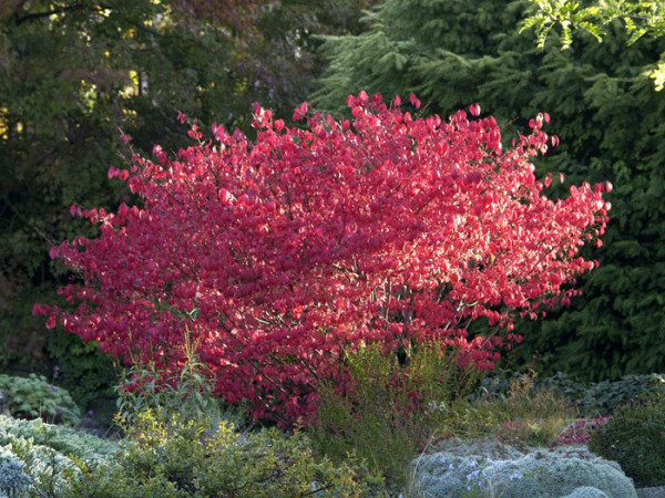 Euonymus Alatus Flgel Spindelstrauch Youtube