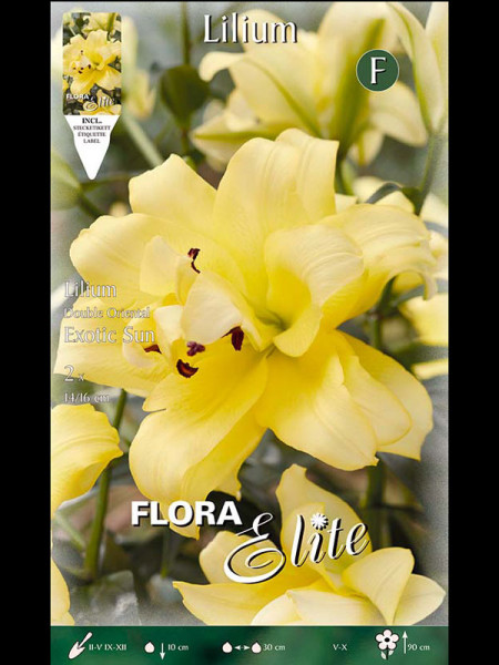 Orientalische Lilien-Hybride &#039;Exotic Sun&#039;, Lilium (Art.Nr. 521736)