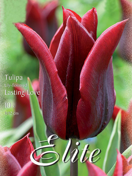 Lilienblütige Tulpe &#039;Lasting Love&#039; (Art.Nr. 595463)