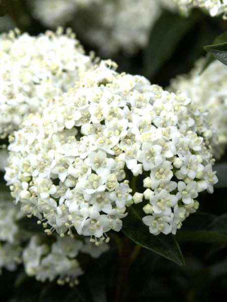 Lorbeer-Schneeball Blüte