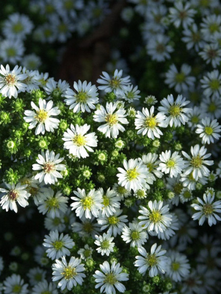 Aster ericoides &#039;Snow Flurry&#039;, kriechende Myrtenaster, Garten-Erika-Aster