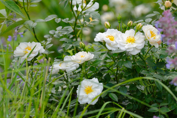 Bodendeckerrose &#039;Bienenweide-Weiß&#039; ® - Tantau