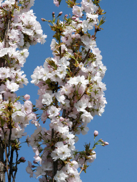 Säulenzierkirsche Amanogawa Blüte