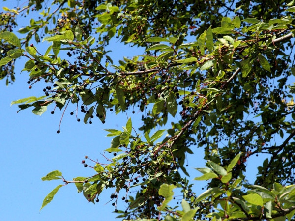 Prunus padus, Traubenkirsche
