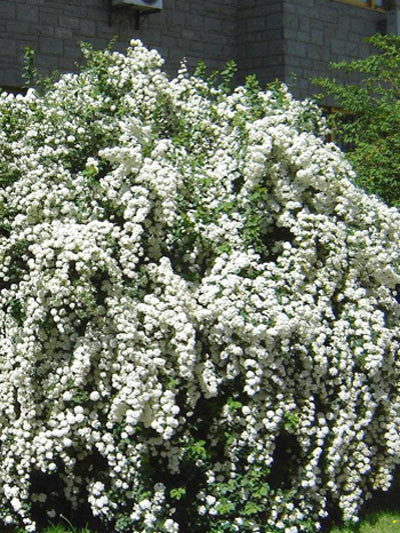 Spiraea arguta, Brautspiere