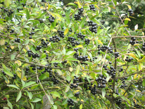 Ligustrum vulgare, Gemeiner Liguster