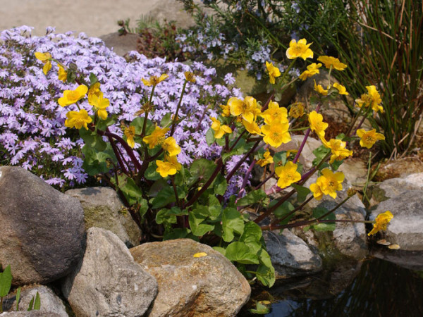 Caltha palustris, Sumpfdotterblume