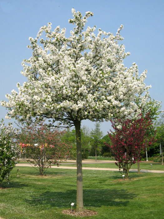 Malus Evereste