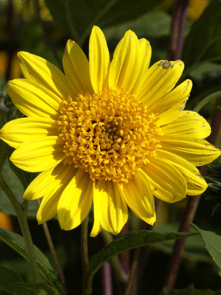 Helianthus decapetalus &#039;Capenoch Star&#039;, Stauden-Sonnenblume