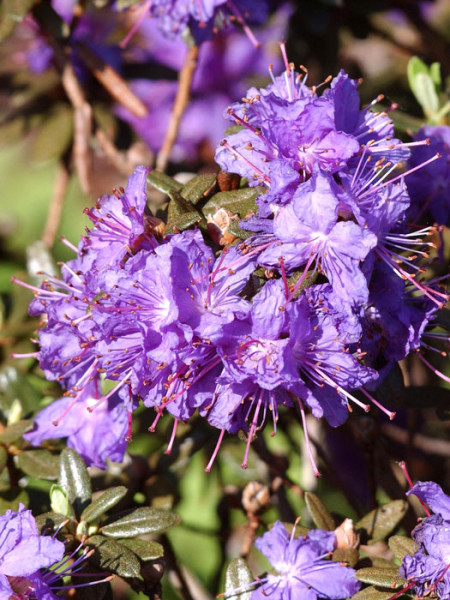 Rhododendron impeditum &#039;Azurika&#039;