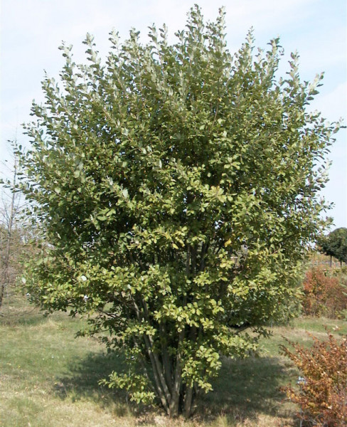 Salix caprea &#039;Mas&#039;, Männliche Kätzchenweide, Palmweide