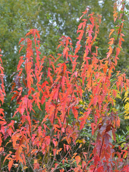 Acer ginnala (syn. tatarica), Feuerahorn