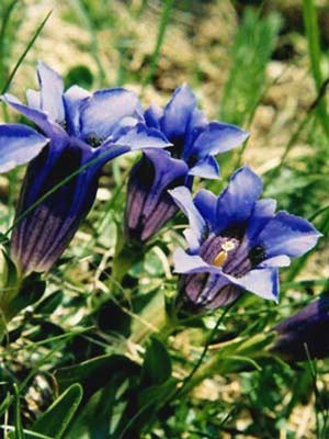 Gentiana acaulis, Frühlingsenzian