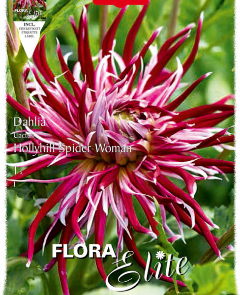 Kaktus-Dahlie &#039;Hollyhill Spiderwoman&#039;, Dahlia (Art.Nr. 520037)