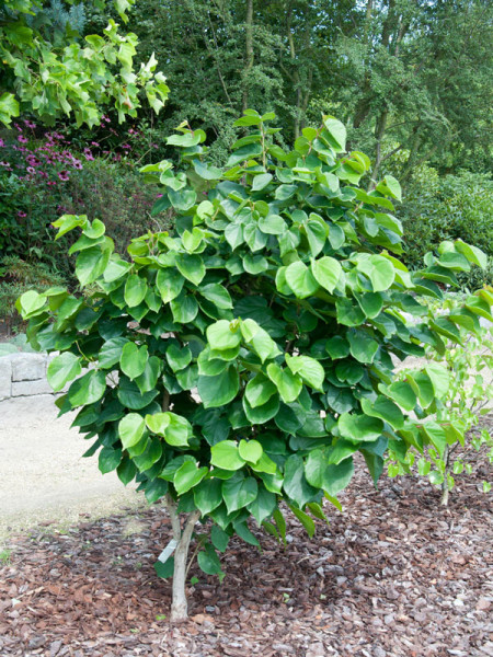 Cercis chinensis Avondale, Chinesischer Judasbaum