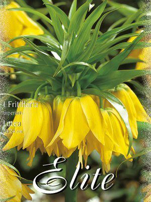 Kaiserkrone &#039;Lutea&#039;, Fritillaria (Art.Nr. 596754)