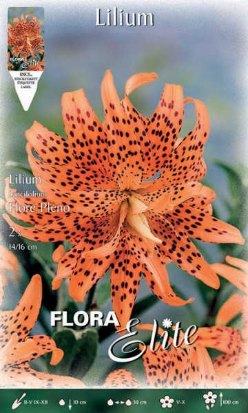 Lilie &#039;Flore Pleno&#039;, Lilium lancifolium (Art.Nr. 521790)