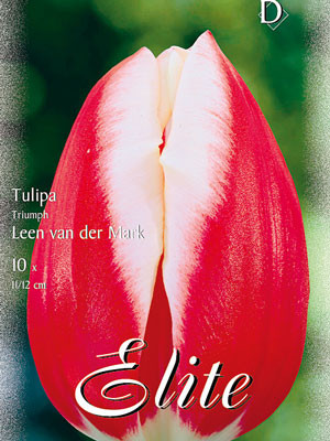 Triumph-Tulpe &#039;Leen v.d. Mark&#039; (Art.Nr. 595234)