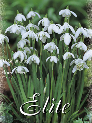 Schneeglöckchen &#039;Flore Pleno&#039;, Galanthus (Art.Nr. 596798)