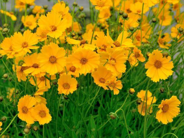 Coreopsis grandiflora &#039;Schnittgold&#039;, Großblumiges Mädchenauge