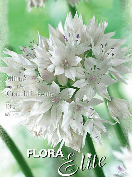 Allium &#039;Gracefull Beauty&#039; (Art.Nr. 596301)