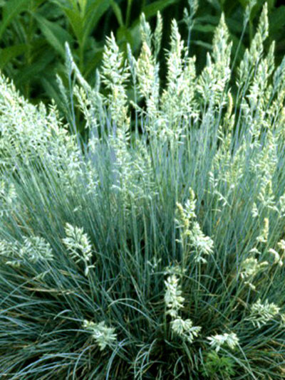 Festuca cinerea &#039;Glaucantha&#039; (M), Blau-Schwingel