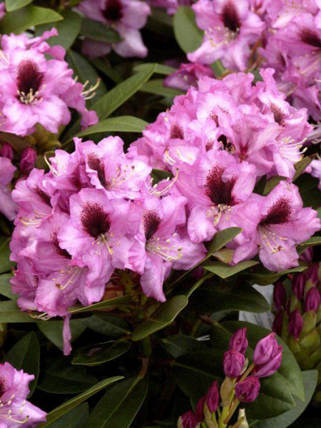 Rhododendron &#039;Kokardia&#039;