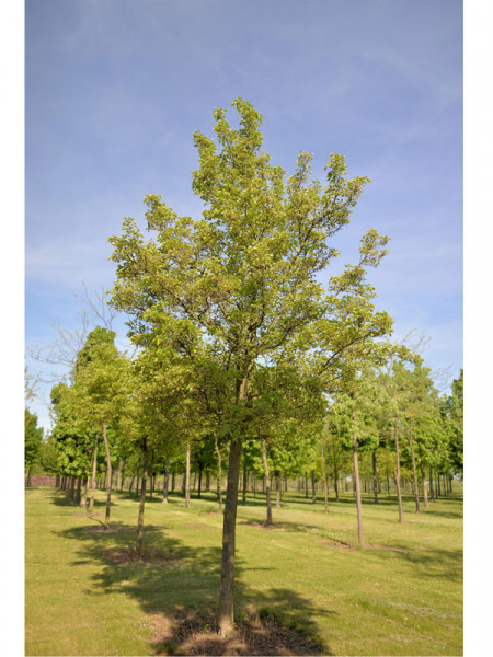 Pyrus calleryana 'Chanticleer', Chinesische Wildbirne Hochstamm