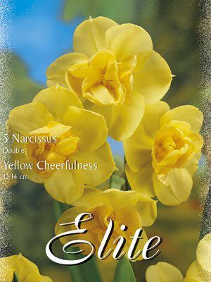 Mehrblütige Narzisse 'Yellow Cheerfulness' (Art.Nr. 595918)