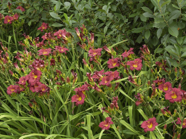 Hemerocallis Hybride &#039;Pardon Me&#039;, Taglilie