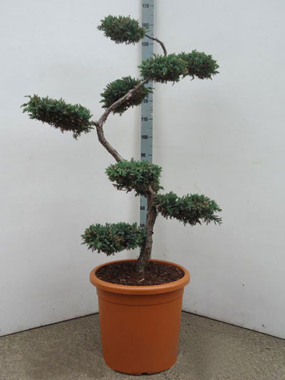 Juniperus squamata &#039;Blue Carpet&#039; Bonsai-Form, XXL-Produkt