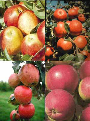 4 Apfelbaum