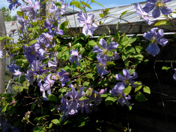 Clematis &#039;Prince Charles&#039;