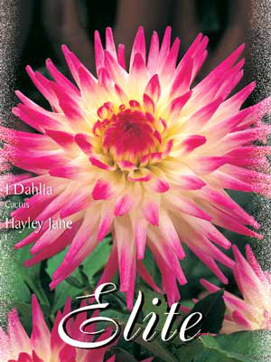 Kaktus-Dahlie &#039;Hayley Jane&#039;, Dahlia (Art.Nr. 520032)