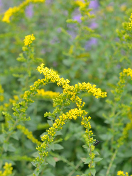 Solidago rugosa &#039;Fireworks&#039;, Goldrute