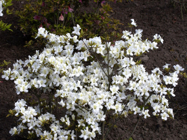 Rhododendron obtusum &#039;Schneeglanz&#039;, wintergrüne japanische Gartenazalee